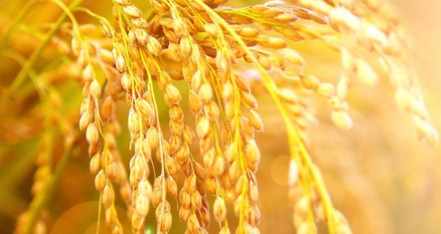 Đại lý gạo nếp cái hoa vàng tại Tphcm | Gaongon24h | Gạo Ngon Online 24h |  Mua gạo online giá rẻ