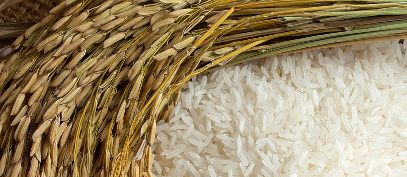 Bảng giá lúa gạo hiện nay