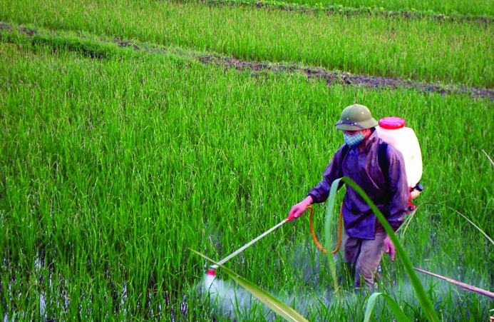 Tác hại của việc ăn gạo chứa thuốc trừ sâu