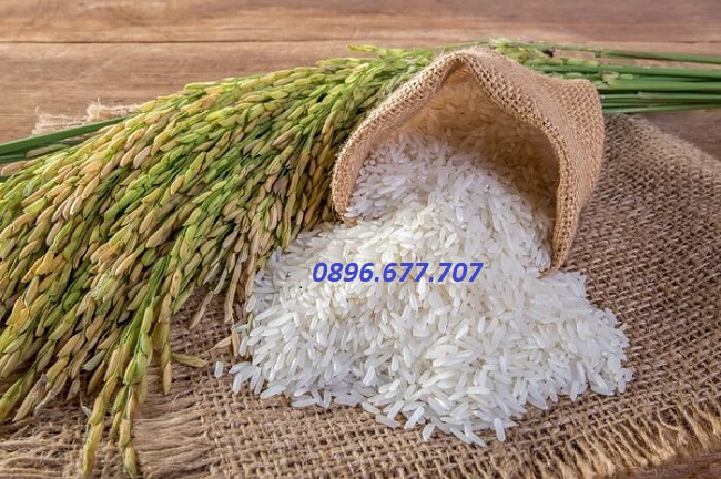 giá gạo hiện nay