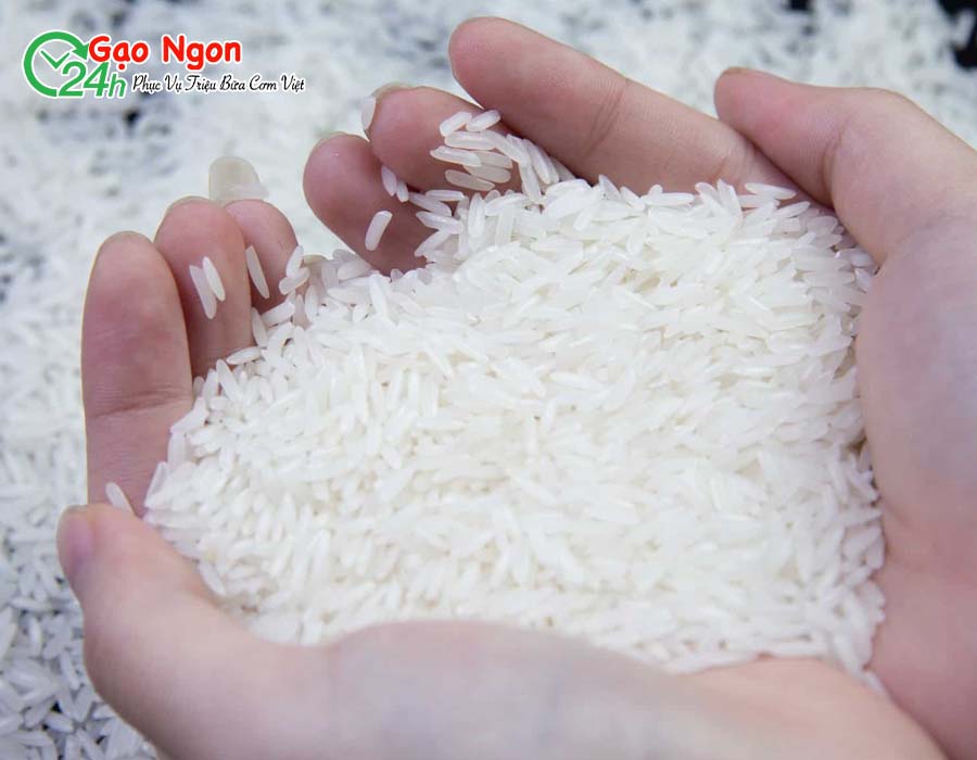 Khái quát về gạo nàng thơm chợ đào