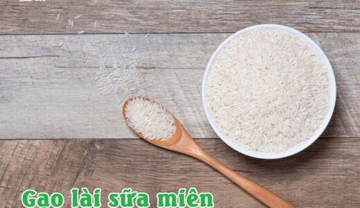 gạo lài sữa miên