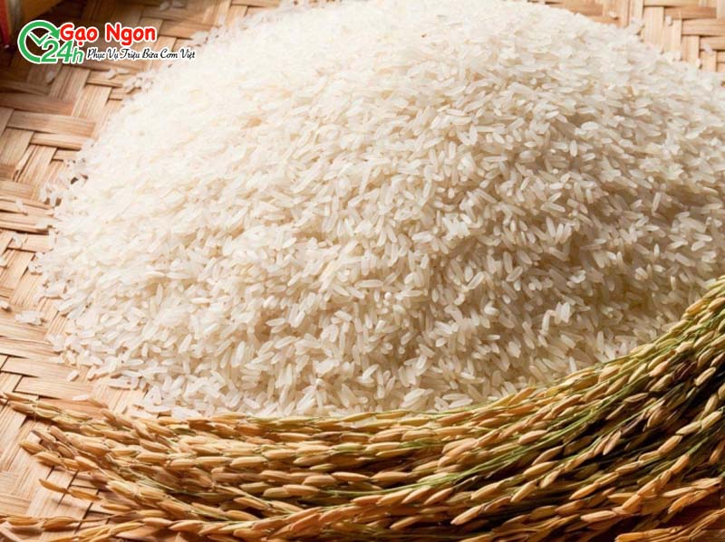 Nguyên nhân nào ảnh hưởng đến biến đổi giá gạo Sóc Miên