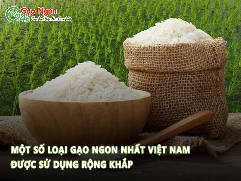 Một số loại gạo ngon nhất Việt Nam được sử dụng rộng khắp