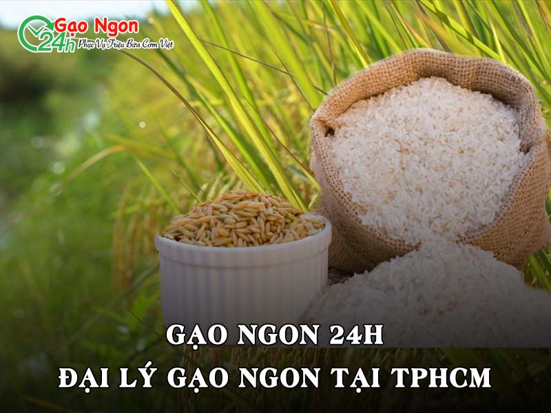 Gạo Ngon 24h - Đại lý gạo ngon tại TPHCM