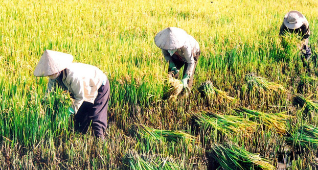 Sự phát triển của nền nông nghiệp Việt Nam