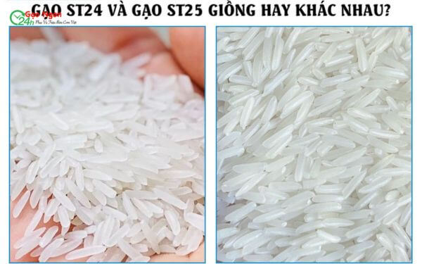  Gạo st24 và gạo st25