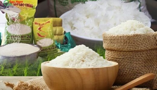 Sự khác nhau giữa gạo st24 và st25