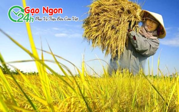 Nên bán lúa 5451 khi nào để được giá tốt?